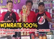 Eric Nirwana Rooster: Ayam Aduan Tak Terkalahkan dengan Winrate 100%