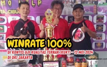 Eric Nirwana Rooster: Ayam Aduan Tak Terkalahkan dengan Winrate 100%