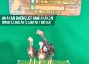 Anakan Daenglor Mahanakon umur 1,5 Bulan