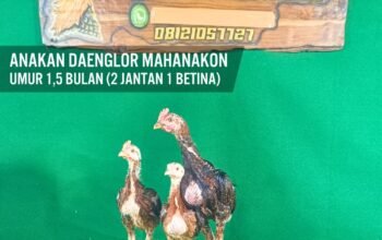 Anakan Daenglor Mahanakon umur 1,5 Bulan