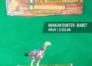 Anakan Ayam Impor Dokter & Baret 1,5 Bulan: Juara Masa Depan Arena Kontes Ayam