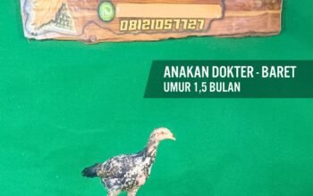 Anakan Ayam Impor Dokter & Baret 1,5 Bulan: Juara Masa Depan Arena Kontes Ayam