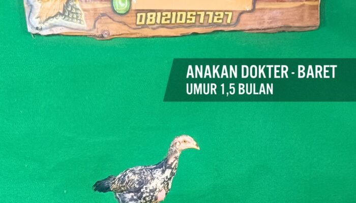 Anakan Ayam Impor Dokter & Baret 1,5 Bulan: Juara Masa Depan Arena Kontes Ayam