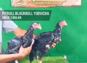 Ayam Pitbull Blackbull Yodvicha umur 3 Bulan: Jawara Impor untuk Arena Kontes Ayam Anda