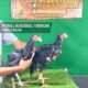 Ayam Pitbull Blackbull Yodvicha umur 3 Bulan: Jawara Impor untuk Arena Kontes Ayam Anda