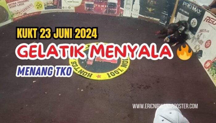 Gelatik Menyala 🔥di KUKT 23 Juni 2024